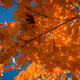Image for article titled 76 Stunning Photos Of Fall Leaves